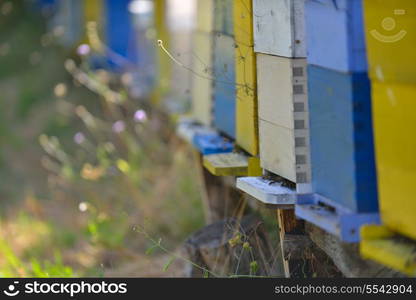 honey bee worker farm animal home in nature representing health medicine and organic food concept