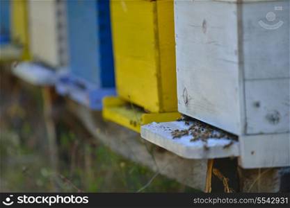 honey bee worker farm animal home in nature representing health medicine and organic food concept