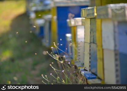 honey bee worker farm animal home in nature representing health medicine and organic food concept