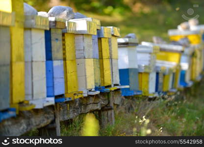 honey bee worker farm animal home in nature representing health medicine and organic food concept