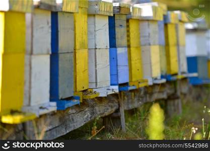 honey bee worker farm animal home in nature representing health medicine and organic food concept