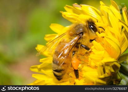 Honey bee working hard on yellow dandelion flower