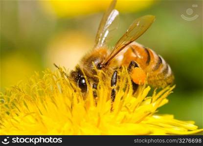 Honey bee working hard on yellow dandelion flower