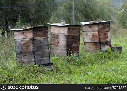 Honey beehive boxes in a field, Chokhor Valley, Bumthang District, Bhutan