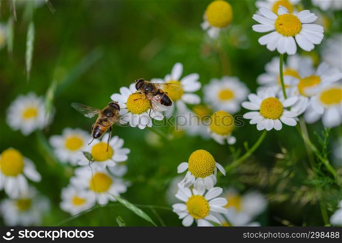 Honey bees are sucking pollen from daisies