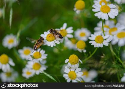 Honey bees are sucking pollen from daisies