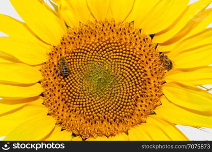 Honey bees on sunflower.. Honey bees on sunflower. Flower of sunflower close-up, natural background.