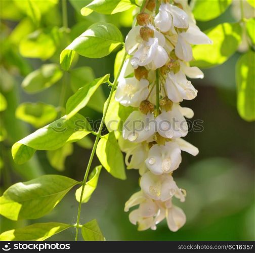 honey drops with acacia blossoms in garden