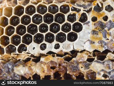 honey-filled beeswax honeycombs, close-up photo of the useful food of insects. honey-filled beeswax honeycombs