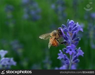 Honeybee collecting nectar as a bee working on a lavender flower as a nature symbol for plant fertilization and healthy horticulture and agriculture.