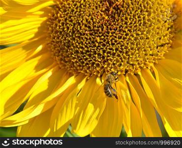 Honeybee on a sunflower blossom