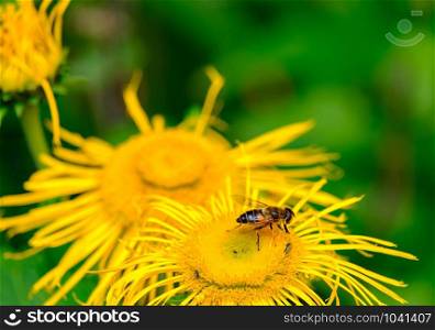Honeybee on a yellow flower in Lyme Park, Peak District, United Kingdom. Suitable as a nature background