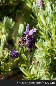 Honeybee on Lavendar flower