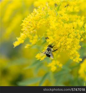 Honeybee on yellow flowers, North Rustico, Prince Edward Island, Canada