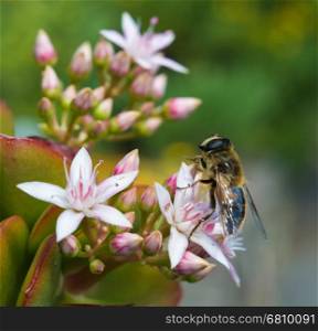 Honeybee Perched on a Jade Plant in a hotel garden in Madeira