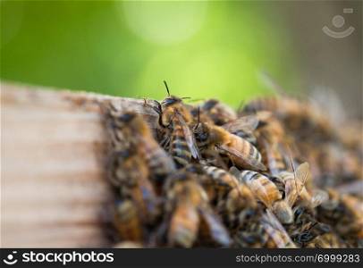 Honeybees come back hone with pollen. honeybees at work