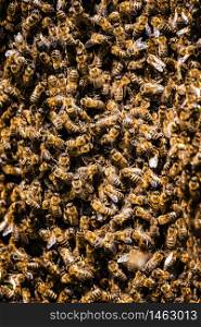 Honeybees swarm around their Queen as she left a beehive.. Honeybees swarm around their Queen