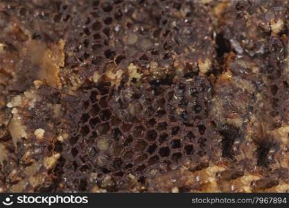 Honeycomb background close up
