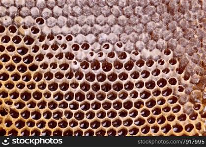 honeycomb cells natural background