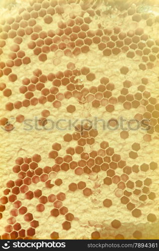Honeycomb full of honey