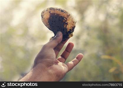 Honeycomb in Human hand