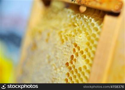 Honeycomb in the wooden frame
