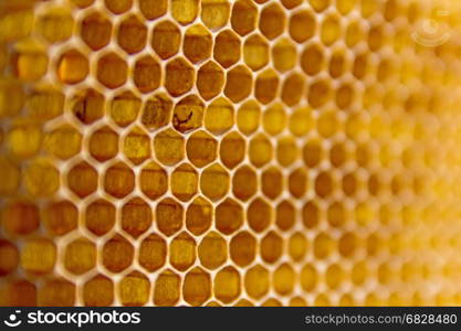Honeycombs filled with honey closeup. In each cell of honeycomb the reflection of light in the form of an asterisk. Texture.