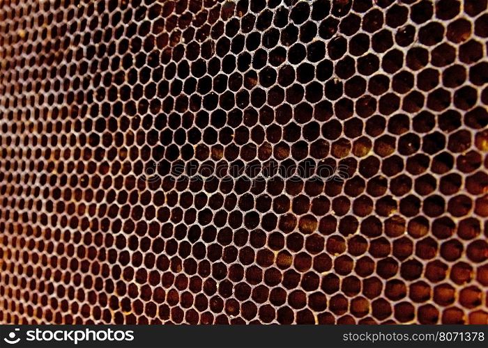 Honeycombs filled with honey closeup. In each cell of honeycomb the reflection of light in the form of an asterisk. Texture.. Honeycombs Filled With Honey Closeup
