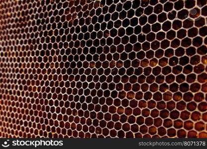 Honeycombs filled with honey closeup. In each cell of honeycomb the reflection of light in the form of an asterisk. Texture.. Honeycombs Filled With Honey Closeup