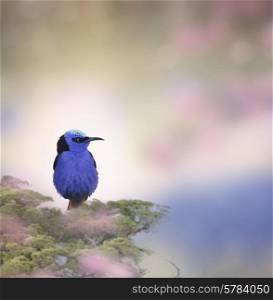 Honeycreeper Bird Perched On A Branch