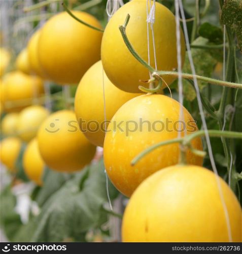 honeydew melon growing in greenhouse organic farm