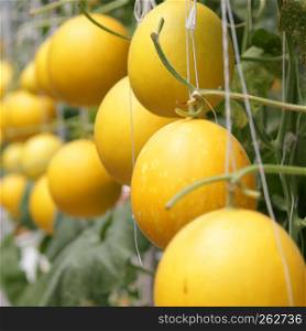 honeydew melon growing in greenhouse organic farm