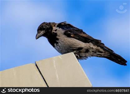 hooded crow , Corvus corone cornix L.