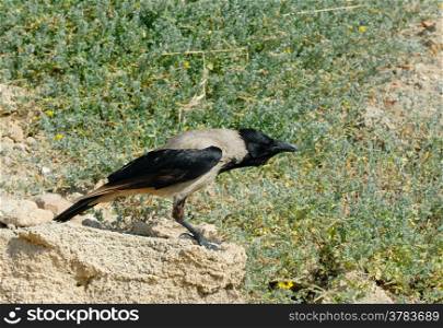 Hooded Crow is sitting on a rock near the sea