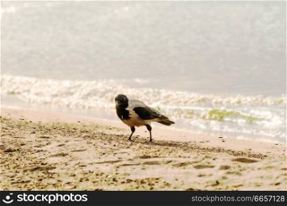 hooded crow on a beach of the Baltic sea in Poland