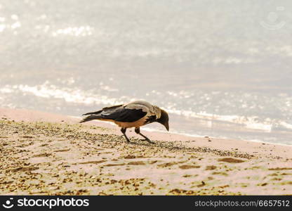 hooded crow on a beach of the Baltic sea in Poland