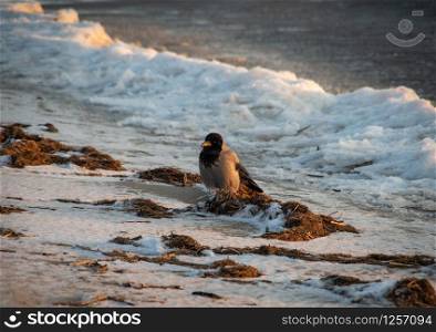 Hooded crow perched on seaweeds on the frozen beach of Baltic sea on sunset