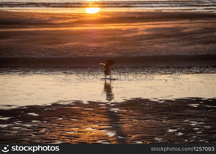 Hooded crow taking a bath in the puddle of water on frozen beach of Baltic sea at sunset