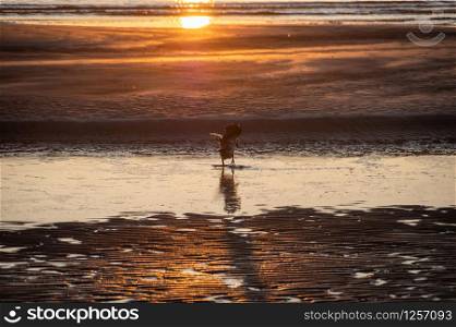 Hooded crow taking a bath in the puddle of water on frozen beach of Baltic sea at sunset