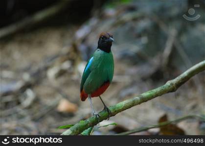 Hooded Pitta (Pitta sordida) standing on a branch in nature