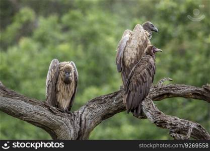 Hooded vulture and White backed Vulture in Kruger National park, South Africa   Specie Necrosyrtes monachus and Gyps africanus family of Accipitridae. Hooded vulture and White backed Vulture in Kruger National park, South Africa