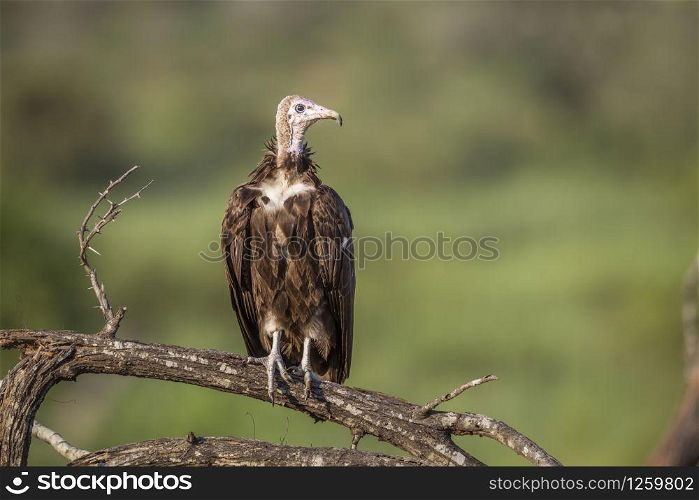 Hooded vulture isolated in blur background in Kruger National park, South Africa ; Specie family Necrosyrtes monachus of Accipitridae. Hooded vulture in Kruger National park, South Africa