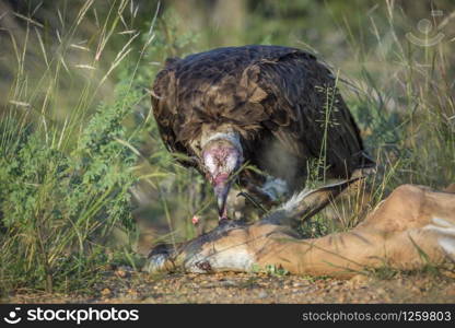 Hooded vulture scavenging an impala in Kruger National park, South Africa ; Specie family Necrosyrtes monachus of Accipitridae. Hooded vulture in Kruger National park, South Africa