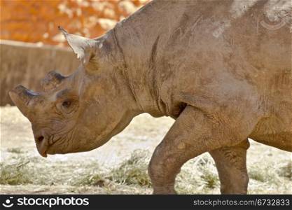 Hook-lipped Black African Rhinoceros