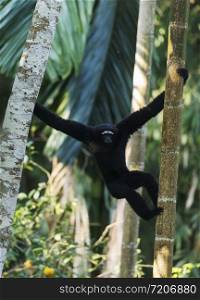 Hoolock Gibbon, male, Tinsukia, Assam, India
