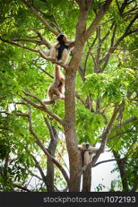 Hoolock Gibbon white and black handed gibbon on tree forest in the national park / Hylobates lar