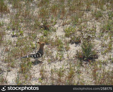 Hoopoe