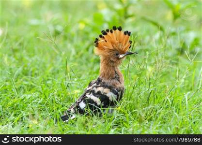Hoopoe (Upupa epops), Hoopoe bird in natural habitat