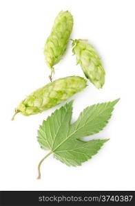 Hop and leaf isolated on a white background