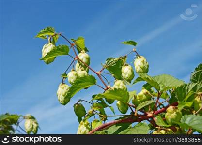 Hop cones (Latin name: Humulus lupulus) on a background of blue sky in early autumn, close-up
